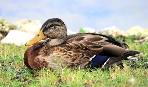Close-up of mallard duck on field