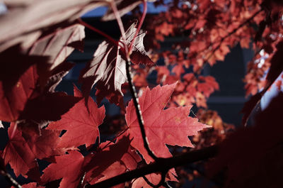 Close-up of maple leaves on branch