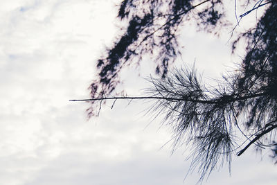 Low angle view of silhouette tree against sky