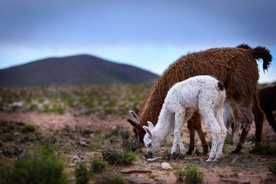 Sheep grazing in a field