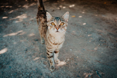 Portrait of cat standing on road
