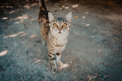 Portrait of cat standing outdoors