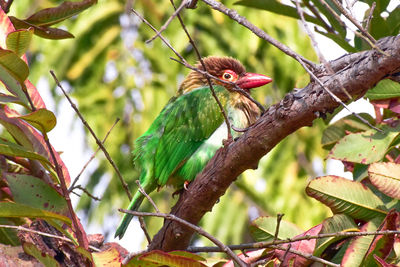 Low angle view of barbet bird perching on branch