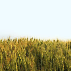 Grass growing on field against clear sky