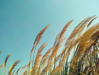 Low angle view of stalks against blue sky