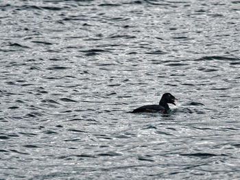 Duck swimming in water
