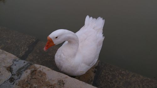 High angle view of swan in lake