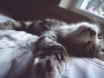 Close-up of dog sleeping on bed