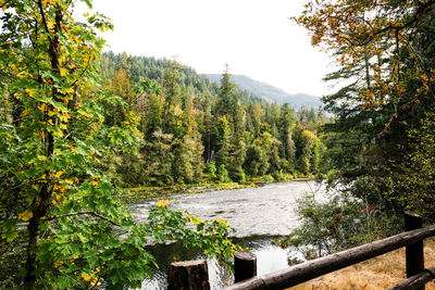Scenic view of river amidst trees in forest against sky
