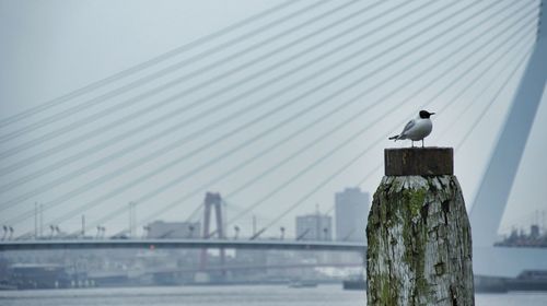 Birds perching on railing