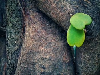 Close-up of fresh green leaf on tree trunk