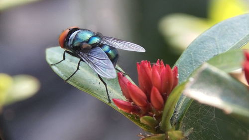 Close-up of insect on flower