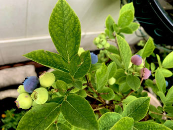 Close-up of potted plant leaves