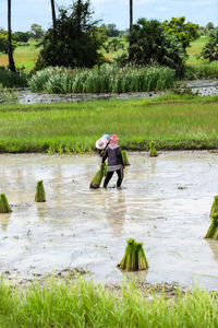 A group of women and farmers are   farming in rice fields,thailand.