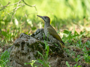 Close-up of a bird perching on a field