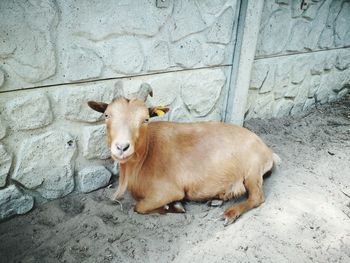 High angle view of dog relaxing on wall