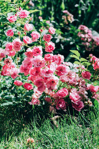 Close-up of pink flowering plants