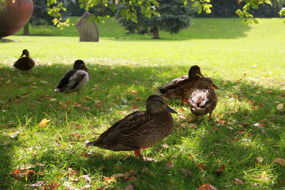 Ducks on a field