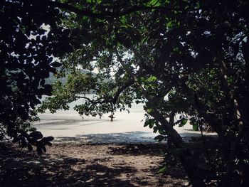 View of trees on beach