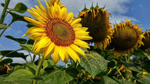 Close-up of sunflower