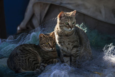 High angle view of cats sitting on fishing nets