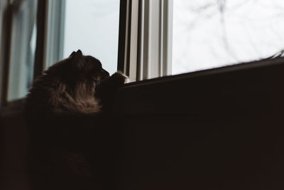 Close-up of dog looking through window at home