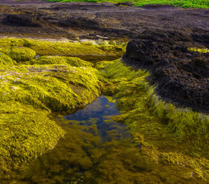 High angle view of seaweed covers rocks on sea coast.