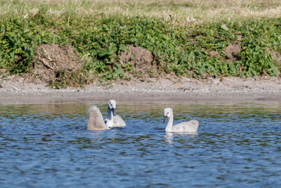 Swans swimming in lake