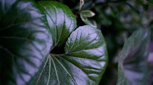 Close-up of purple flowering plant leaves