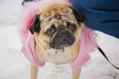 Pug in a pink and red coat.