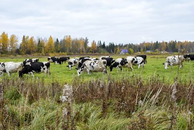 Horses in a field