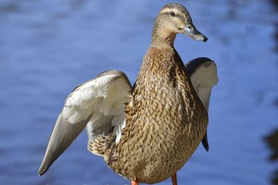 Close-up of bird perching on a lake