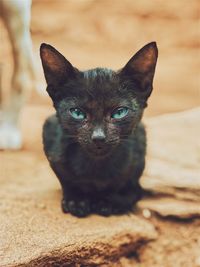 Close-up portrait of black cat