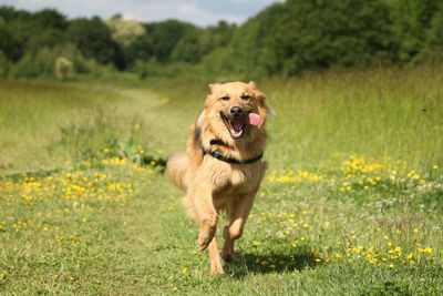 High angle view of rabbit on grassy field