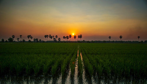 Scenic view of agricultural field against sky during sunset