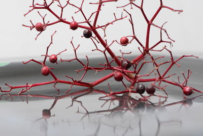 Close-up of berries on tree during winter