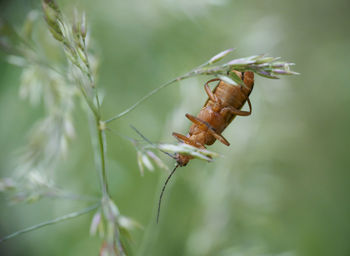 Close-up of insect on plant