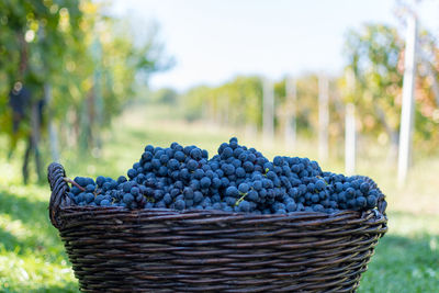 Close-up of grapes in basket