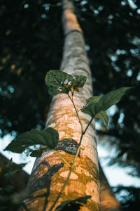 Close-up of leaf on tree trunk