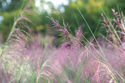 Close-up of pink flower on field