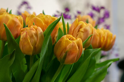 Close-up of yellow tulips