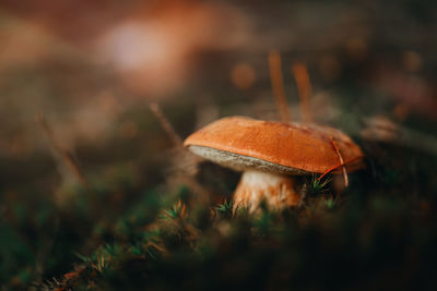 Mushroom. boletus edulis in forest. porcini on moss