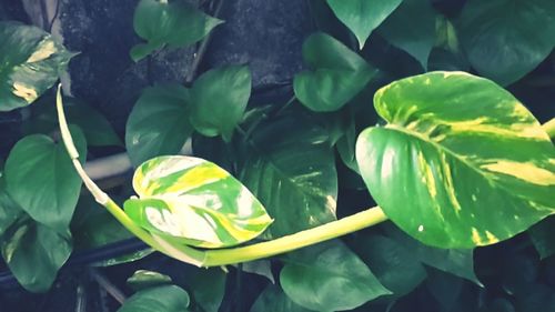 Close-up high angle view of fresh green plants