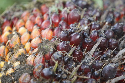 The palm fruits on palm plantation in bintan island, indonesia.