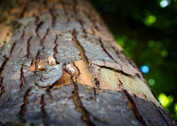 Close-up of lizard on tree trunk