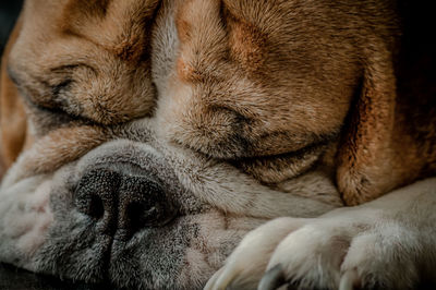 Close-up of dog sleeping on floor