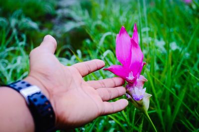 Close-up of hand holding pink flower