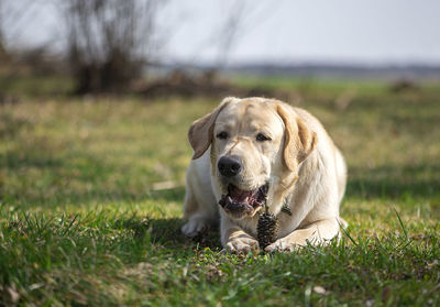 Active, smile and happy purebred labrador golden retriever dog puppy gnaws a cone outdoor