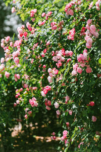 Close-up of white flowering plants