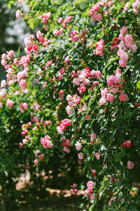 Close-up of white flowering plants